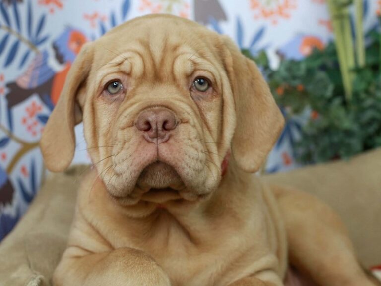 Dogue De Bordeaux