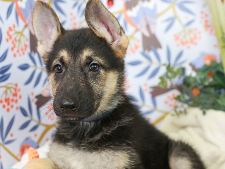 German Shepherd