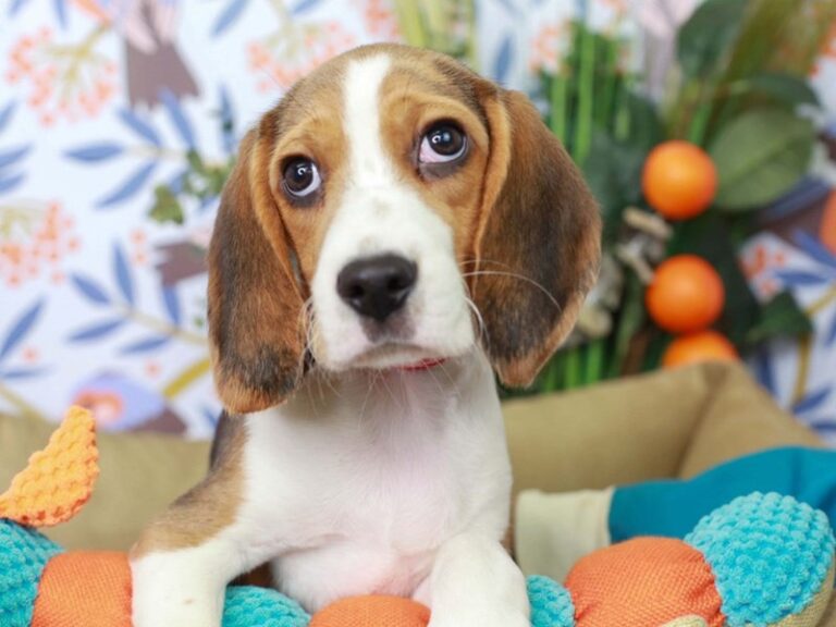 Beagle
