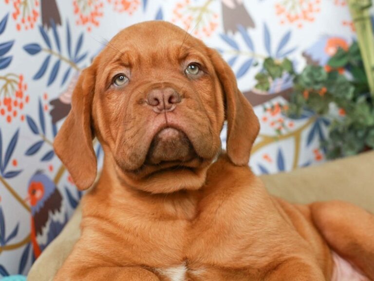 Dogue De Bordeaux