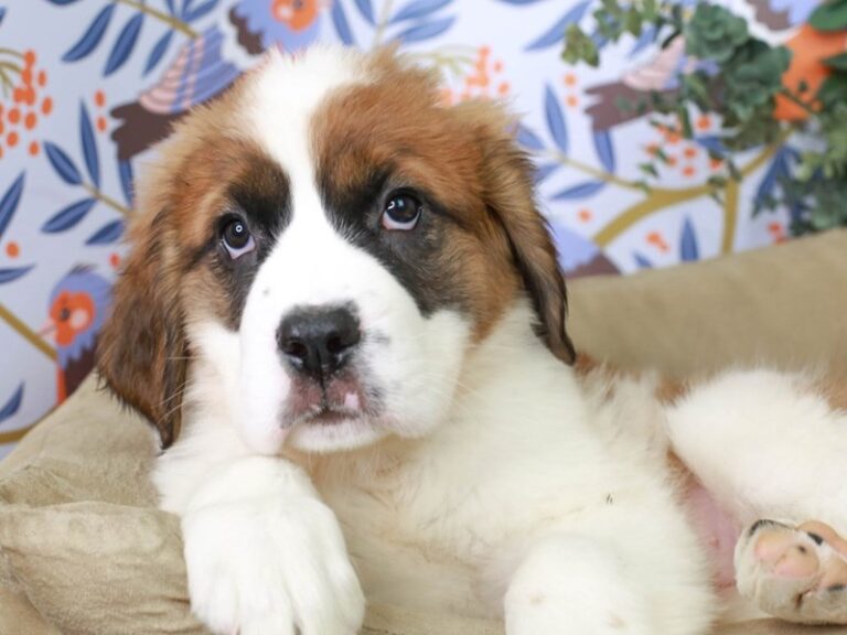 Saint Bernard