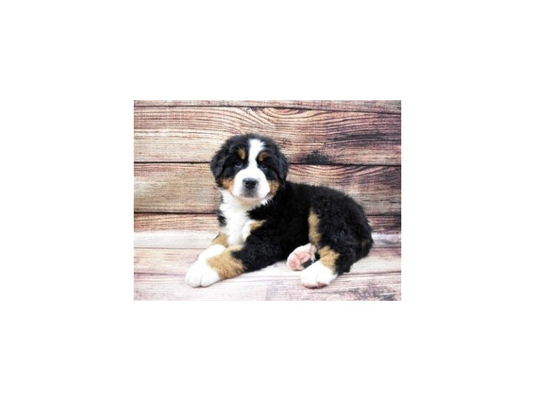 Bernese Mountain Dog