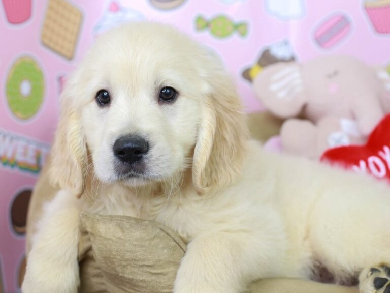 Golden Retriever