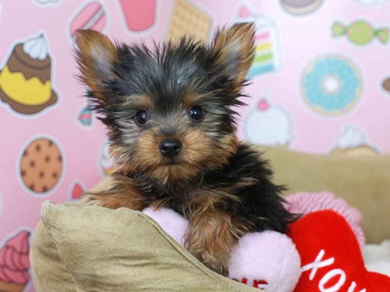Yorkshire Terrier