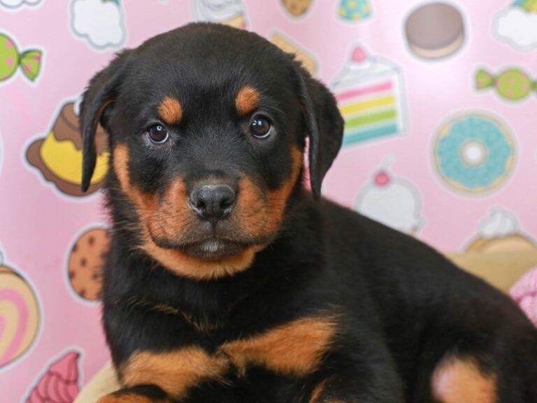 Rottweiler