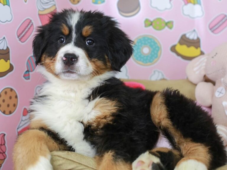 Bernese Mountain Dog