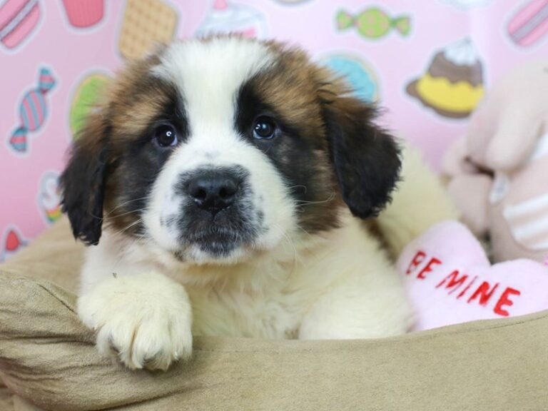 Saint Bernard