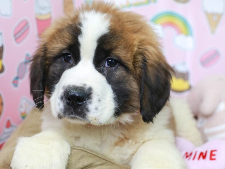Saint Bernard