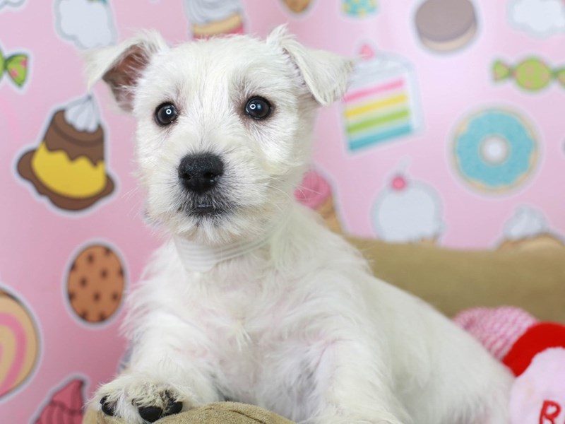 Westie-Male--2982921-Animal Kingdom | Puppies N Love