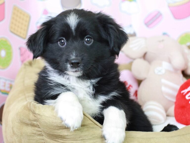 Mini Aussie