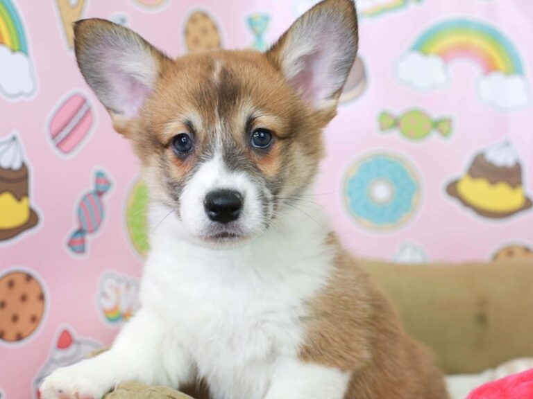 Pembroke Welsh Corgi