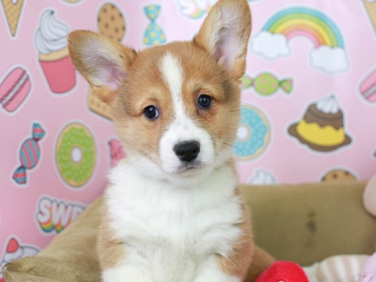 Pembroke Welsh Corgi