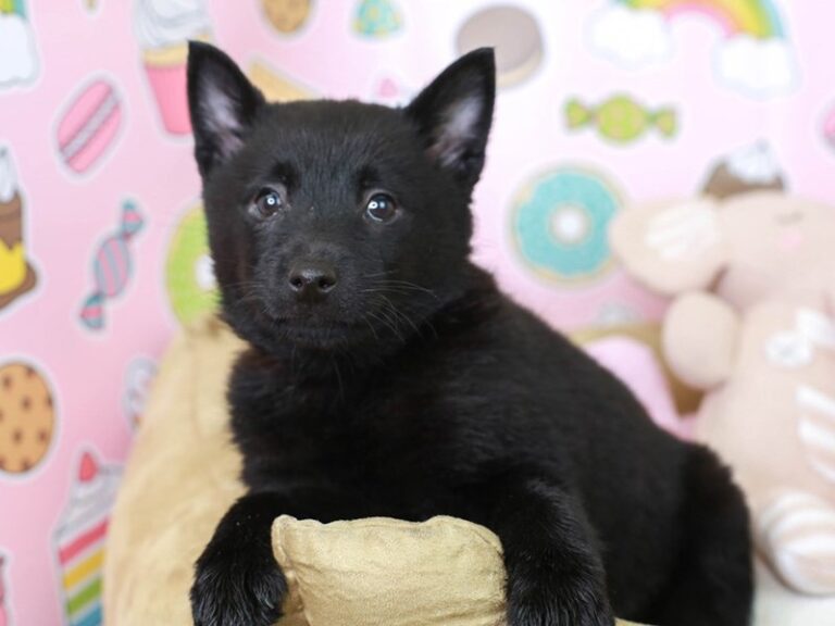 Schipperke