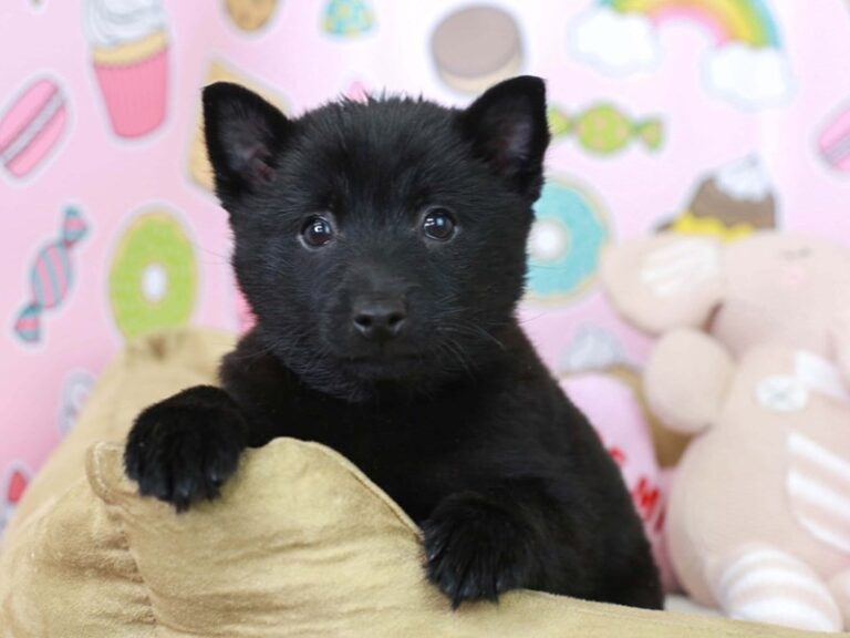 Schipperke