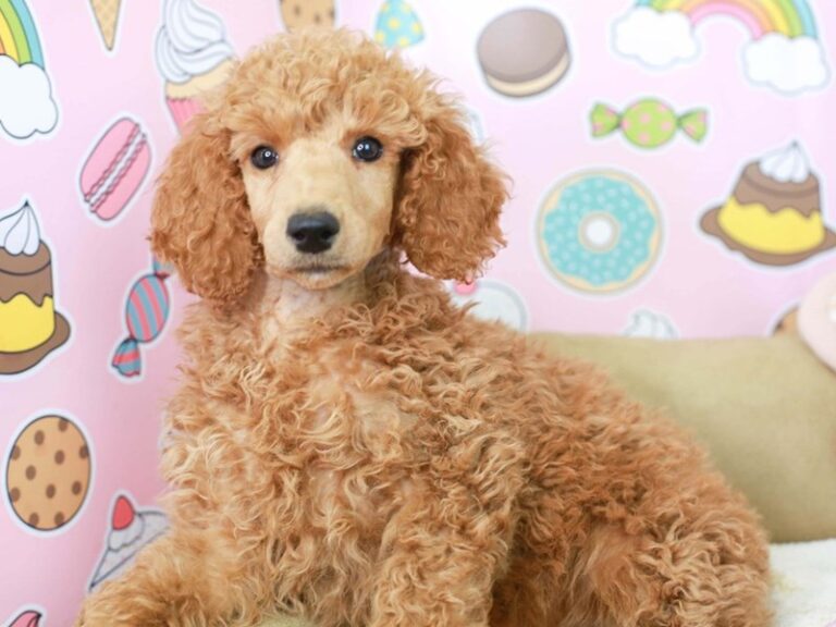 Standard Poodle