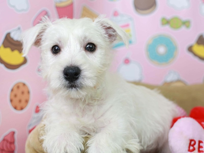 Westie-Male--2982920-Animal Kingdom | Puppies N Love