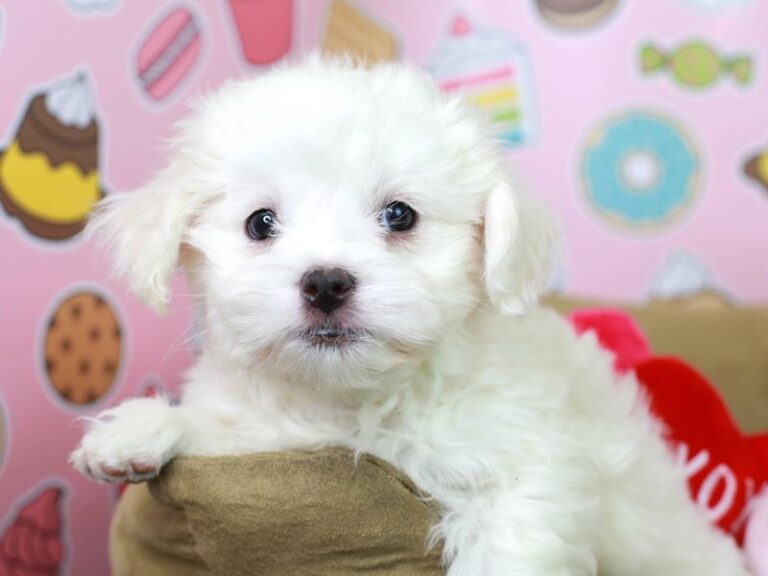 Coton De Tulear