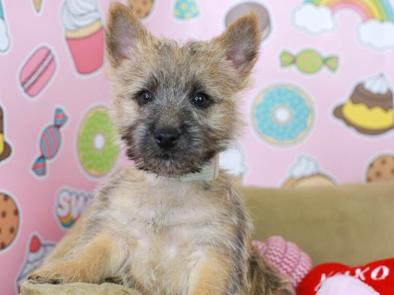 Cairn Terrier
