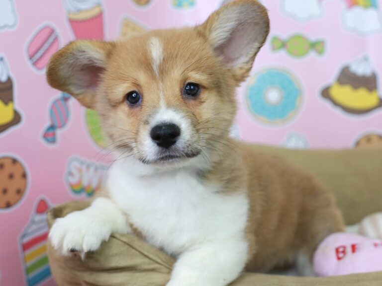 Pembroke Welsh Corgi