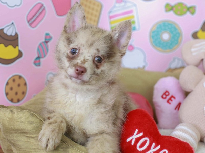 Schip A Pom-Female--2981962-Animal Kingdom | Puppies N Love