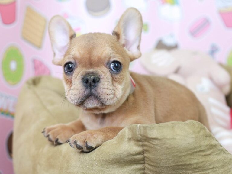 French Bulldog