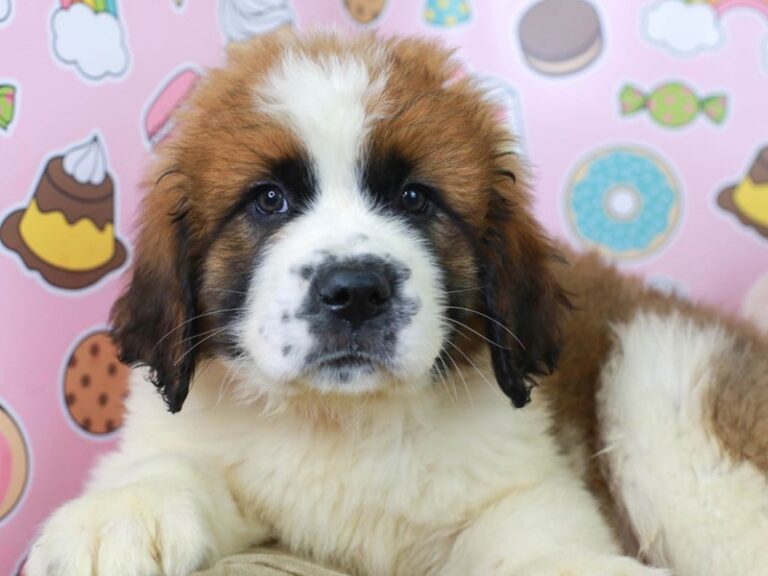 Saint Bernard