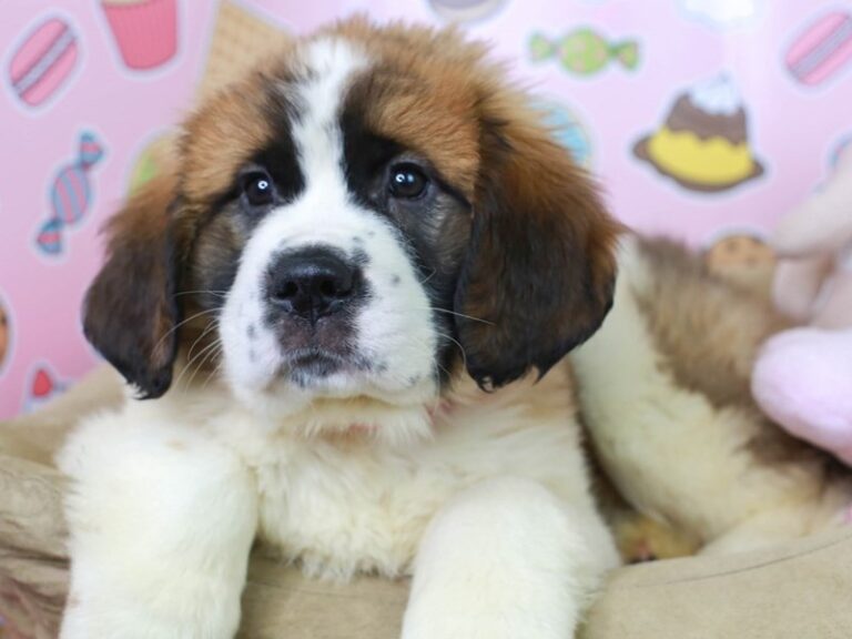 Saint Bernard