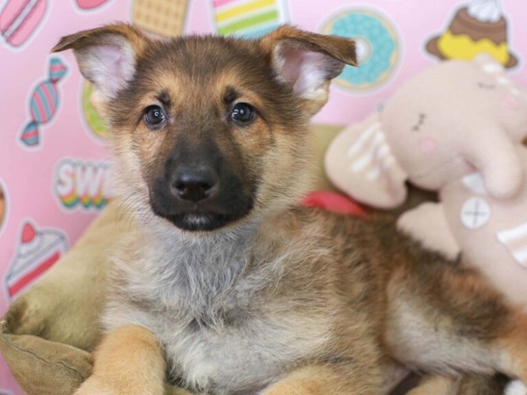 German Shepherd