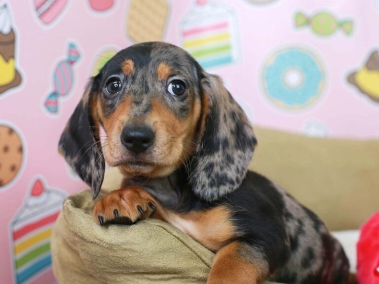 Dachshund