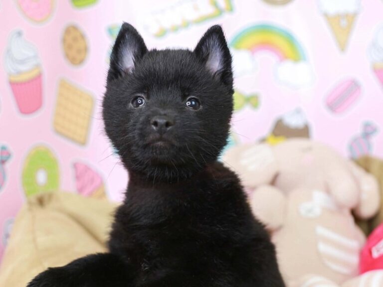 Schipperke