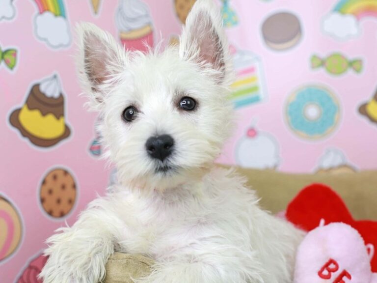 Westie