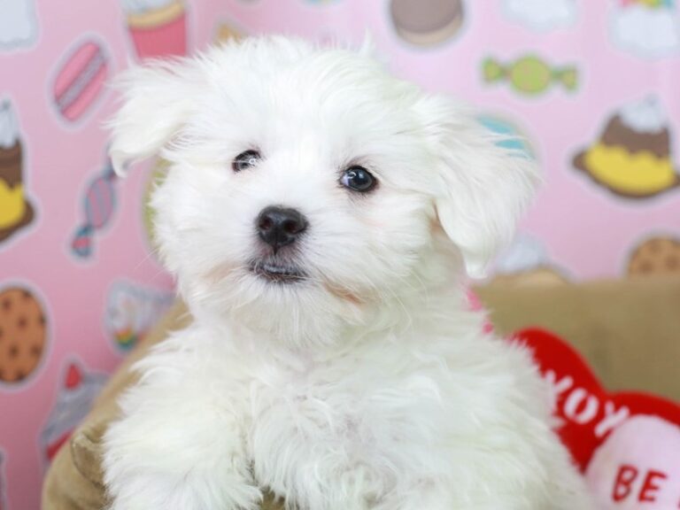 Coton De Tulear