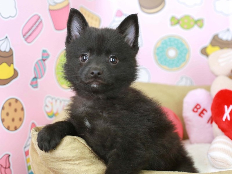 Schip A Pom-Female--2981961-Animal Kingdom | Puppies N Love