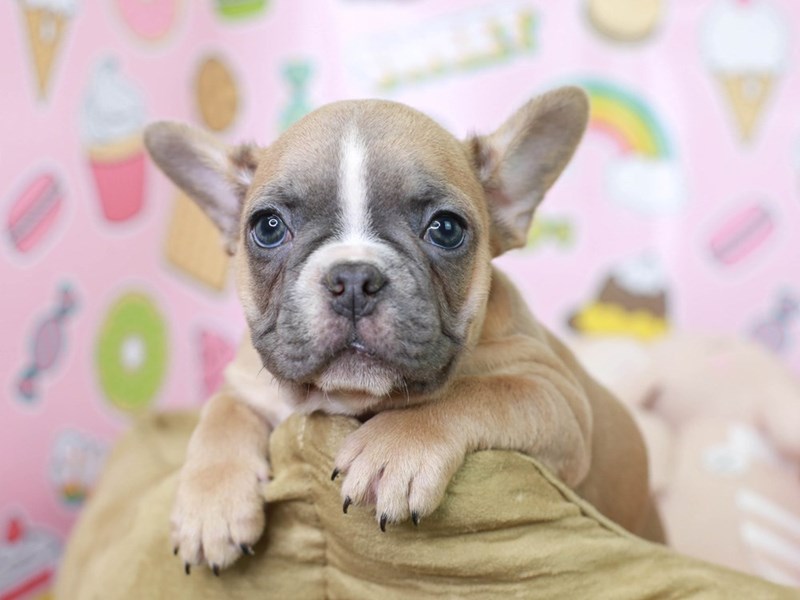 French Bulldog-DOG-Male--2981866-Animal Kingdom | Puppies N Love