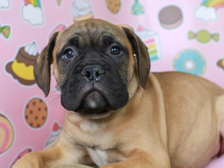 Bullmastiff