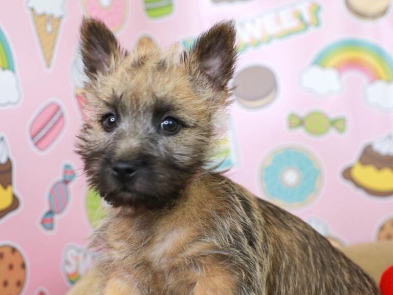 Cairn Terrier