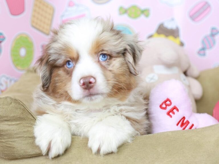 Mini Aussie