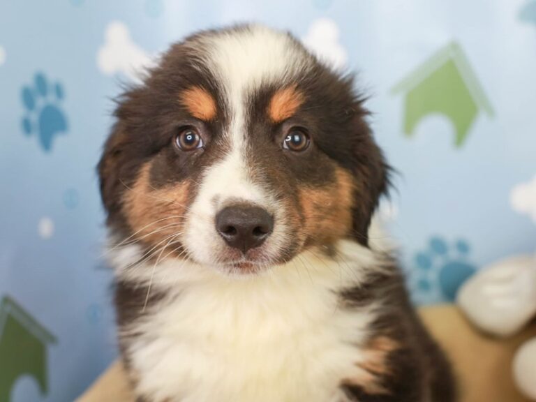 Australian Shepherd