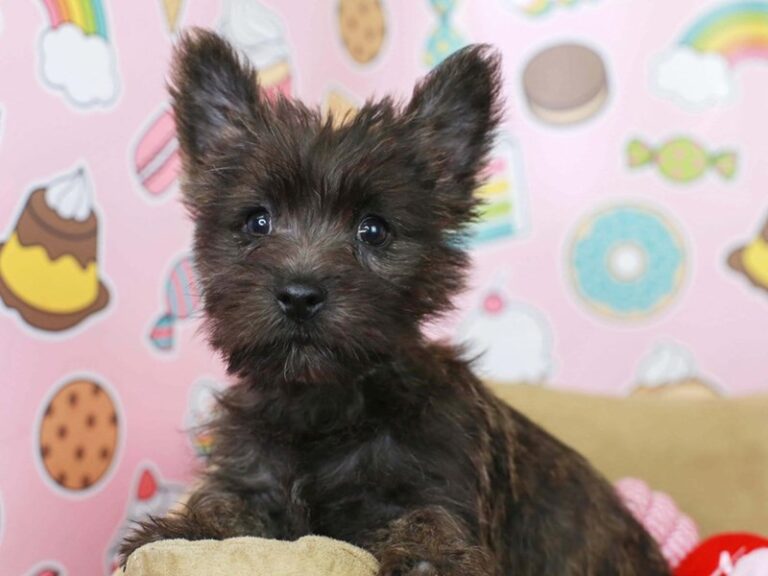 Cairn Terrier