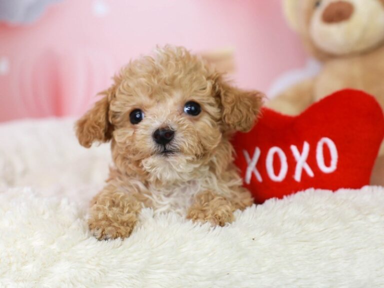 Poochon