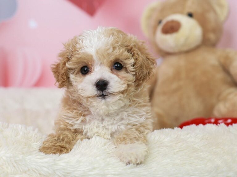Poochon