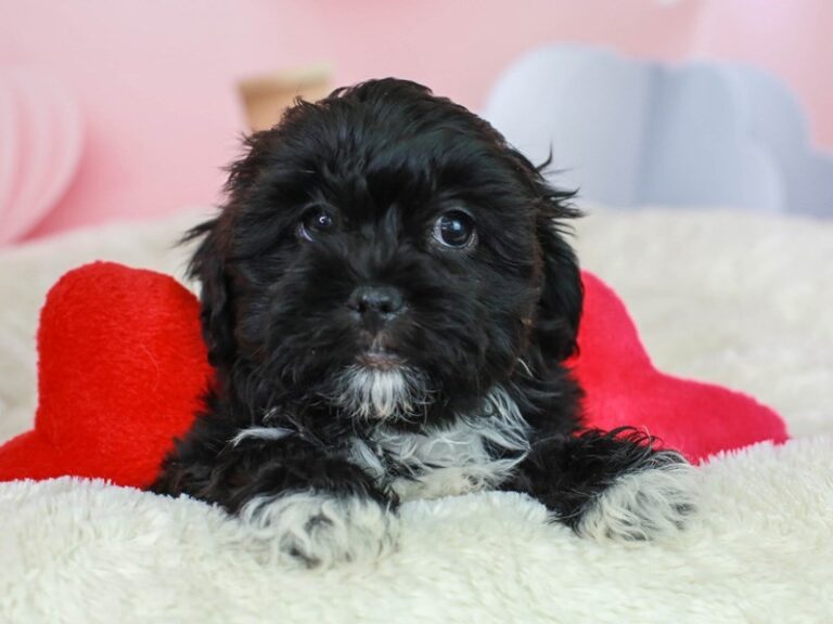 Shih Poo