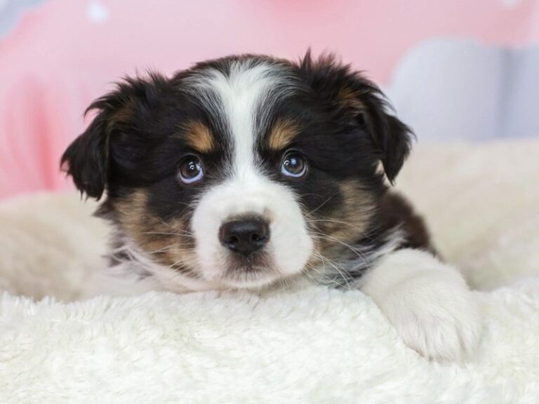 Mini Aussie