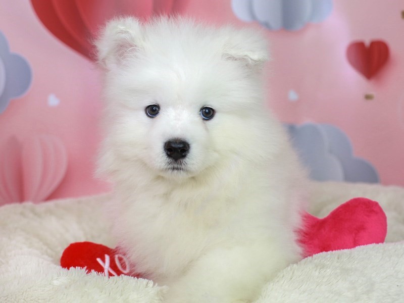 Samoyed-Male--2991567-Animal Kingdom | Puppies N Love