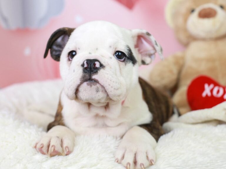 English Bulldog
