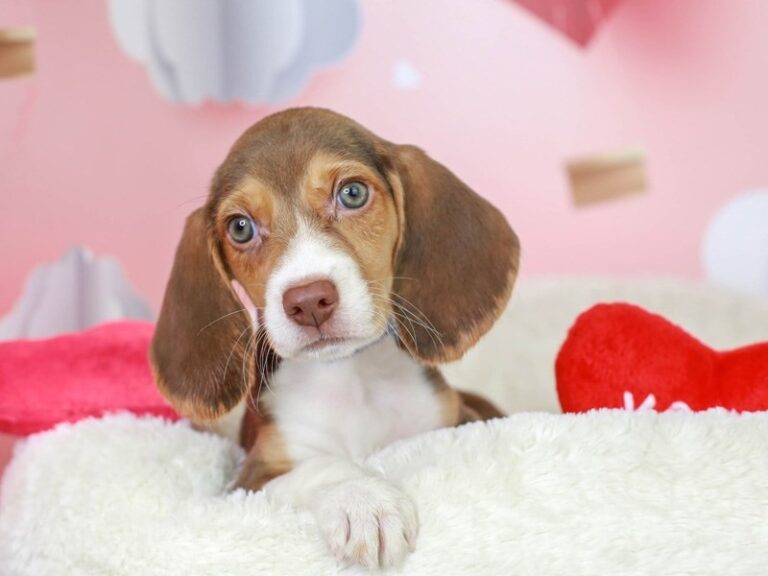 Beagle