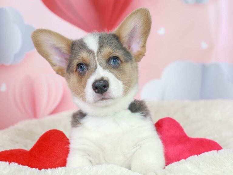 Pembroke Welsh Corgi
