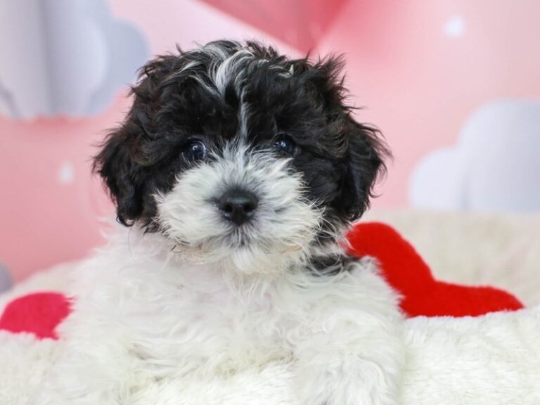 Shih Poo