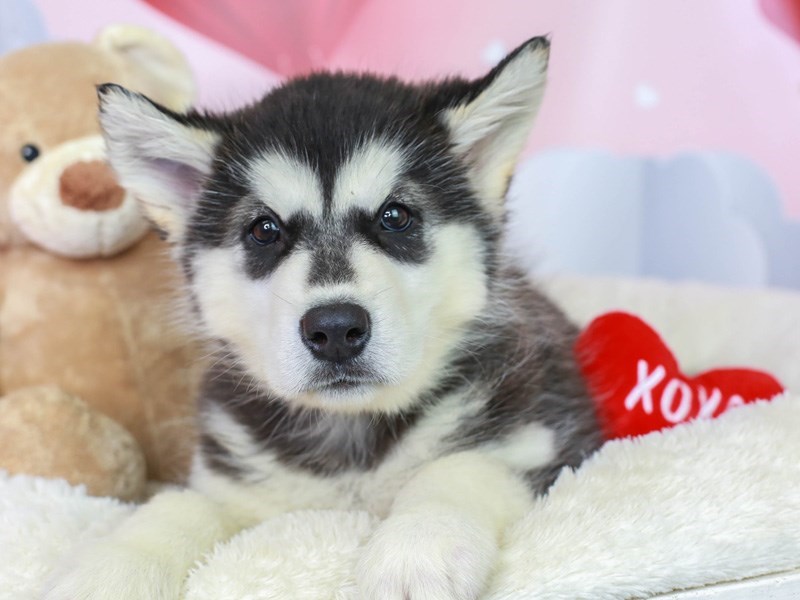 Alaskan Malamute-Female--2991289-Animal Kingdom | Puppies N Love