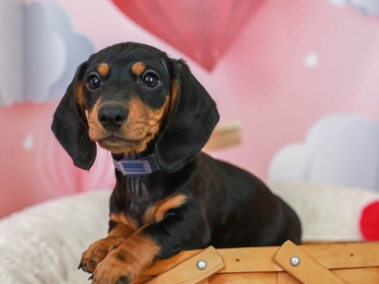 Dachshund